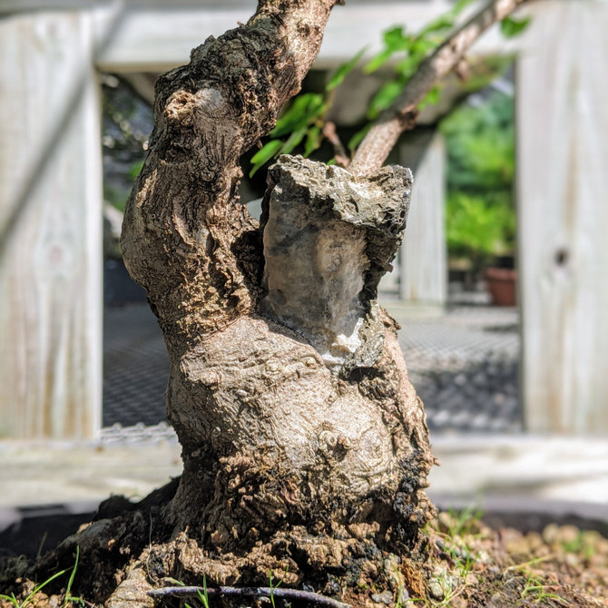 Pot Grown, Root-Over-Rock Trident Maple (WEB3939) - FREE SHIPPING