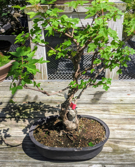 Pot Grown, Root-Over-Rock Trident Maple (WEB3939) - FREE SHIPPING