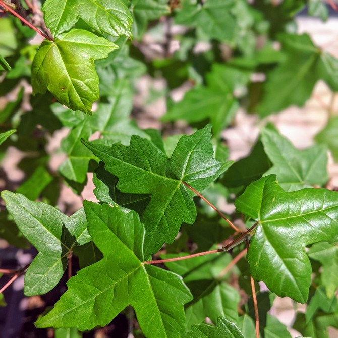 Non Grafted, Pot Grown Trident Maple (WEB4208) - FREE SHIPPING