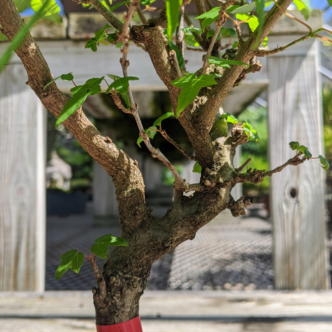 Non Grafted, Pot Grown Trident Maple (WEB4208) - FREE SHIPPING