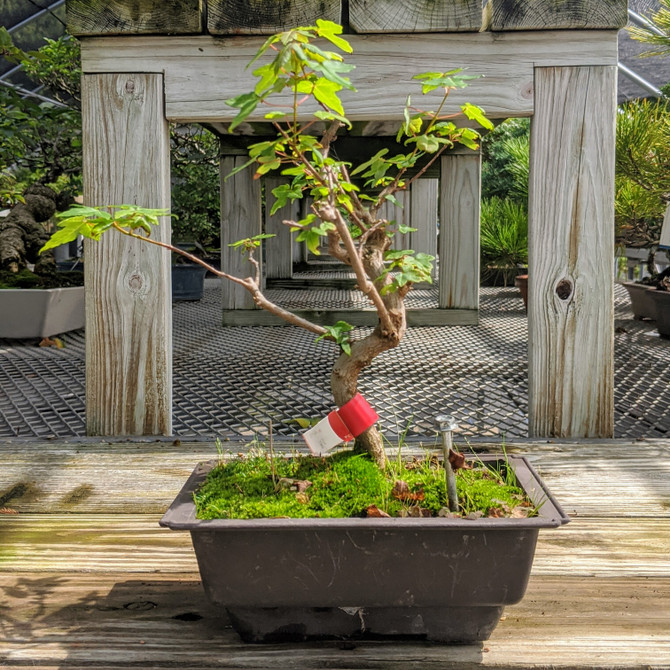 Non-Grafted, Pot Grown Trident Maple (WEB4196) - FREE SHIPPING