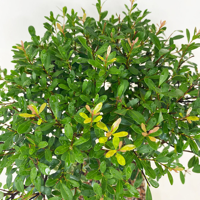 Full Canopy Boxleaf Eugenia "syzygium buxifoliem" is Japanese Pot. (TWEB836) FREE SHIPPING