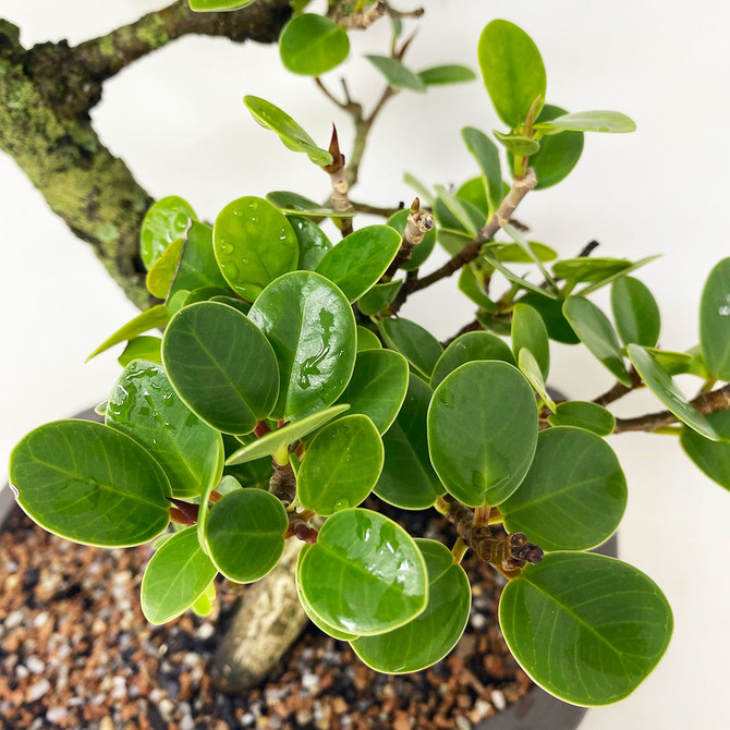 Aged Green Island Ficus with Japanese Ceramic Pot. (TWEB841) FREE SHIPPING