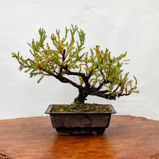 Thick Trunk, Pot Grown Variegated Juniper in Plastic Grow Pot (3632)