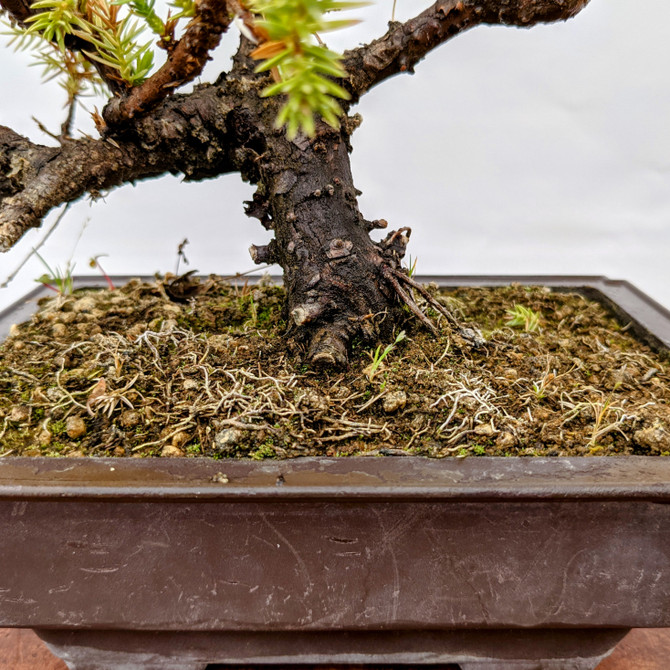Thick Trunk, Pot Grown Variegated Juniper in Plastic Grow Pot (3632)