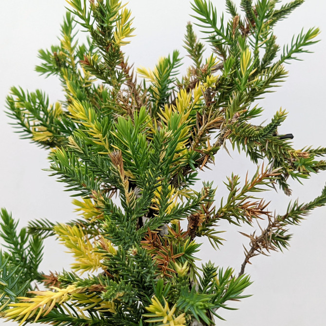 Pot Grown Variegated San Jose Juniper (No. 3629)