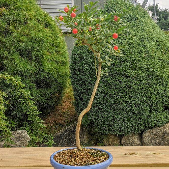 Jerusalem Cherry In Japanese Glazed Ceramic Pot (WEB4300) - FREE SHIPPING