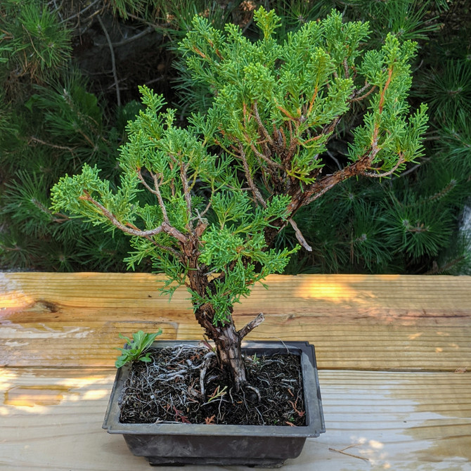 Pot Grown Itoigawa Juniper (WEB4156) FREE SHIPPING