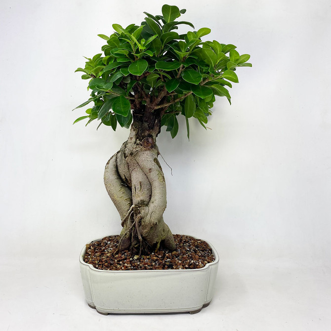 Desk Size Weird Gensing Ficus In Glazed Ceramic Pot (TWEB8363) FREE SHIPPING