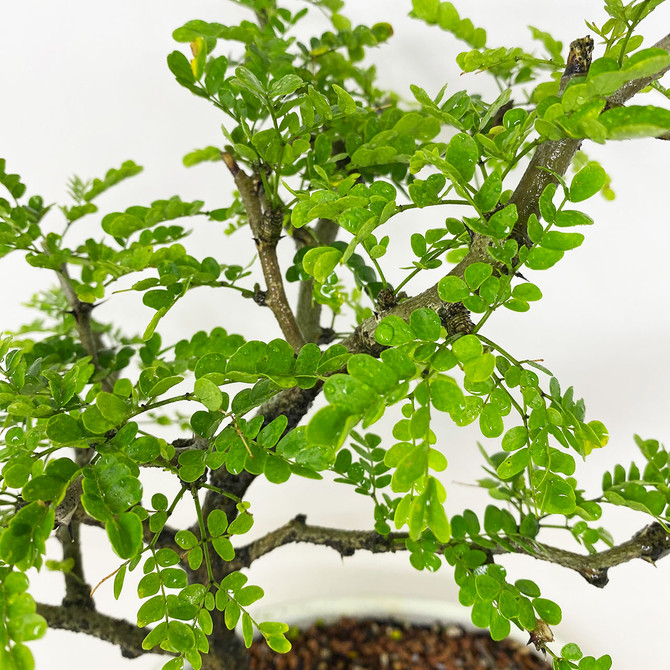 Elegant Texas Ebony Has Fragrant Flowers in Spring and Summer. (TWEB870) FREE SHIPPING