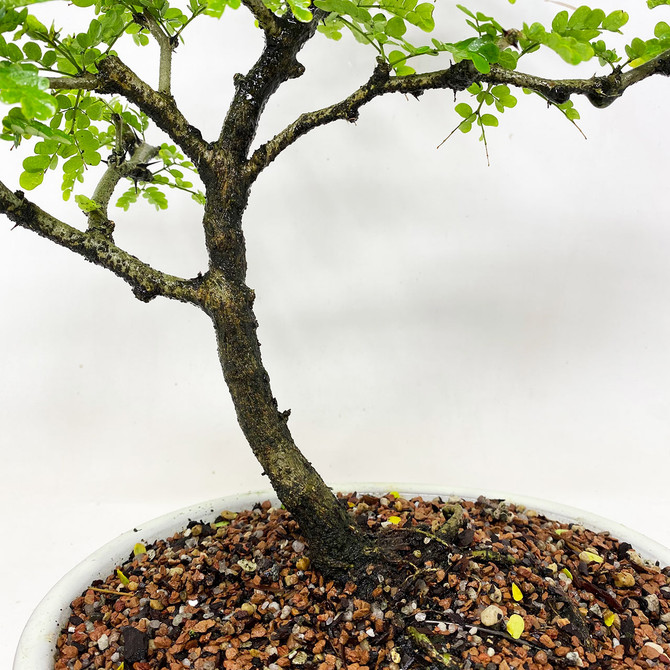 Elegant Texas Ebony Has Fragrant Flowers in Spring and Summer. (TWEB870) FREE SHIPPING