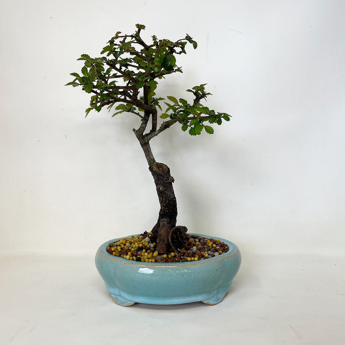 Topical Chinese Elm in Glazed Yixing Ceramic Pot. (TWEBCE-01) FREE SHIPPING