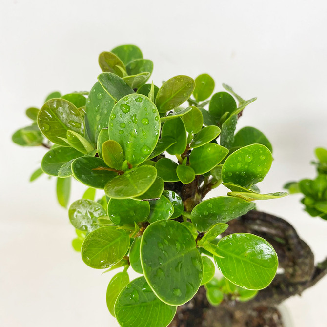 Twisted Trunks Green Island Ficus with Glazed Japanese Ceramic Pot. (TWEB875) FREE SHIPPING