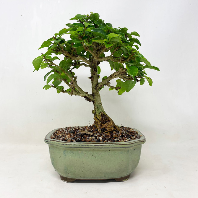 Incredible Flowering Parrot's Beak, or Gmelina in Japanese Ceramic Pot (TWEB876) FREE SHIPPING