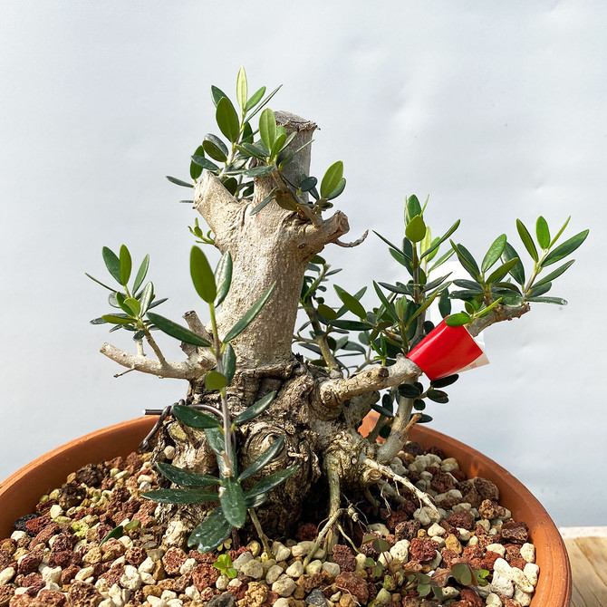 18+ Year Old Field Grown DWARF Olive bonsai  'Olea Europaea' (WEB4338) - FREE SHIPPING