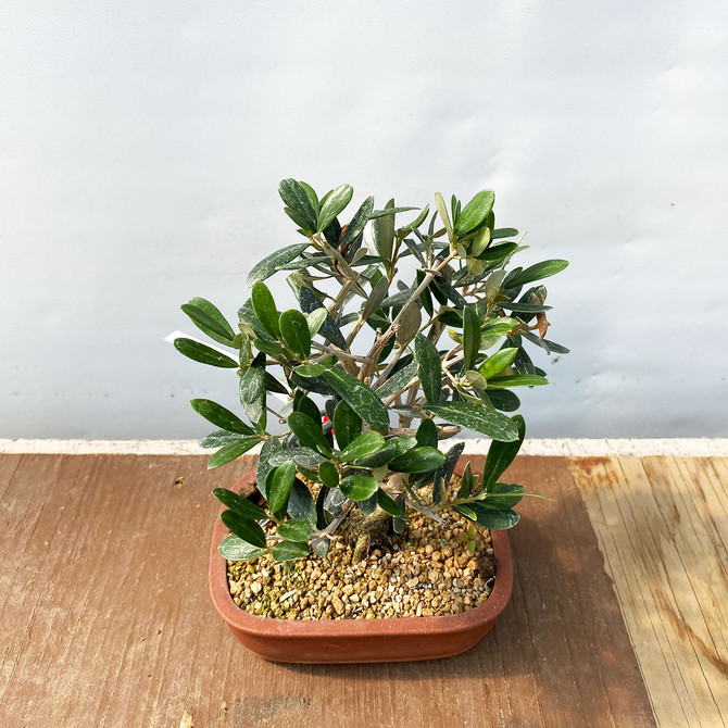 Field Grown DWARF Olive bonsai  'Olea Europaea' (WEB4335) - FREE SHIPPING