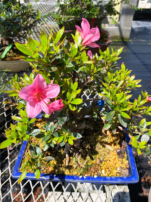 25+ Year Old Pink Flower Imported Shohin Satsuki Azalea (WEB4121) - FREE SHIPPING