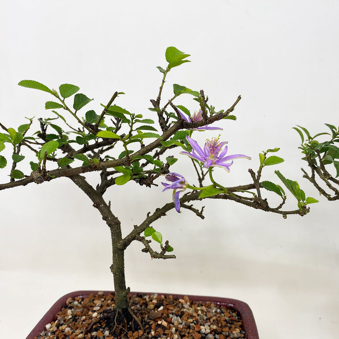 Flowering Bonsai Duo (TWEB891) - FREE SHIPPING.