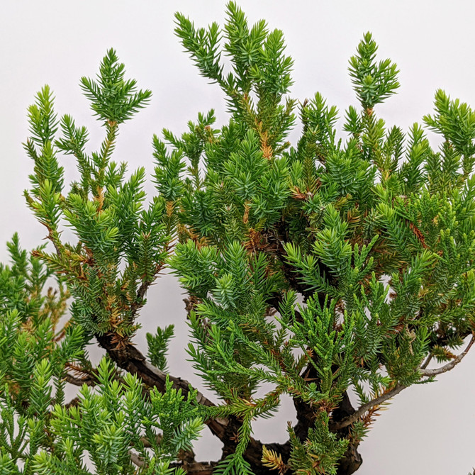 15+ Year Old Pot Grown San Jose Juniper in Plastic Grow Pot (3602) - FREE SHIPPING