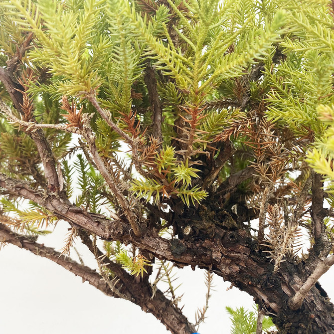 15+ Year Old Pot Grown San Jose Juniper in Plastic Grow Pot (WEB3598) - FREE SHIPPING