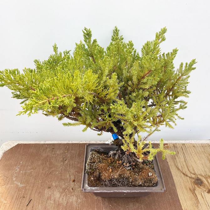 15+ Year Old Pot Grown San Jose Juniper in Plastic Grow Pot (WEB3598) - FREE SHIPPING