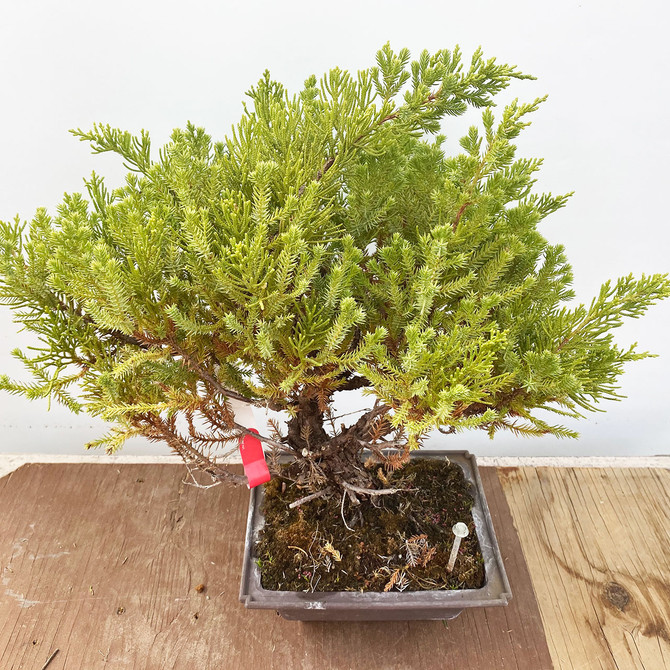 15+ Year Old Pot Grown San Jose Juniper in Plastic Grow Pot (WEB4189) - FREE SHIPPING