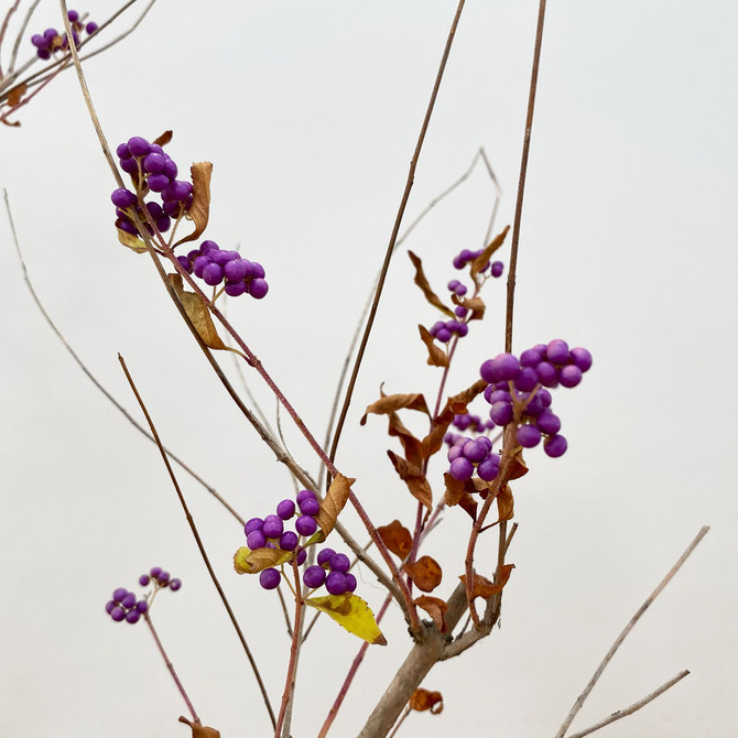 Purple Beautyberry Pre-Bonsai Tree (BB-01) - FREE SHIPPING