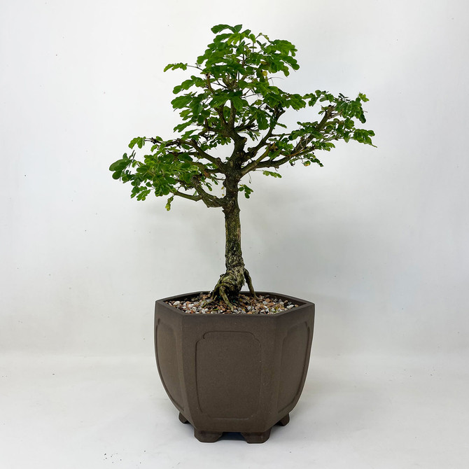 Brazilian Rain Tree In Yixing Ceramic Pot (TWEB920) FREE SHIPPING