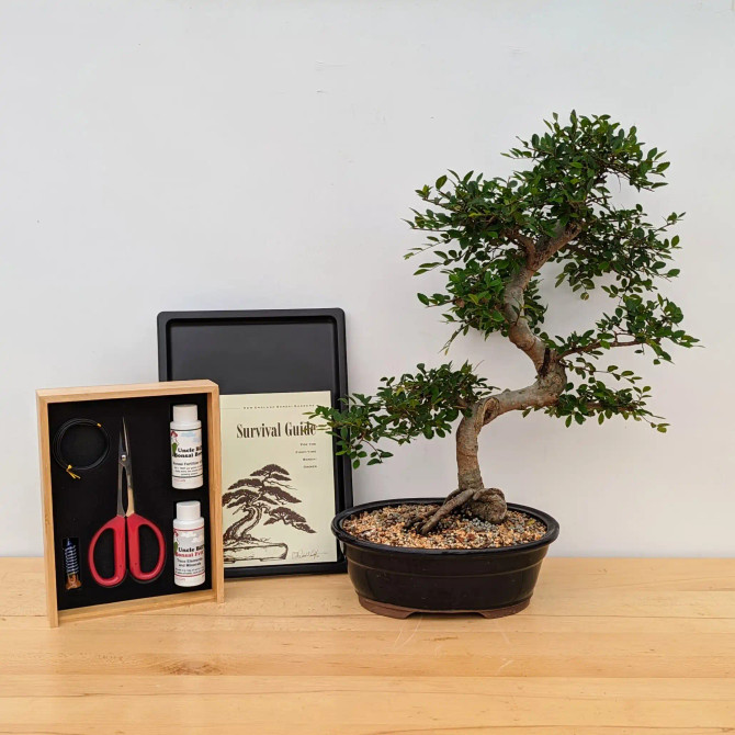 Chinese Elm Bonsai Bundle Set Chinese Elm Bonsai Bundle Set