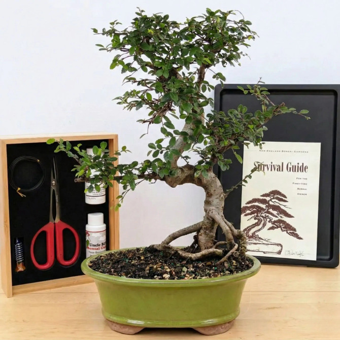 The Complete Chinese Elm Experience - Holiday Special
