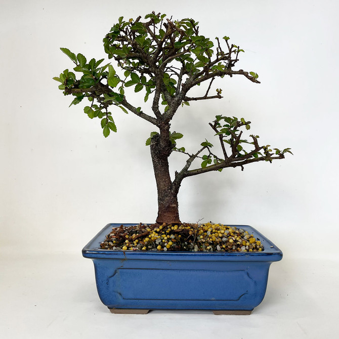 Tropical Chinese Elm in Glazed Japanese Ceramic Pot. (TWEBCE-04) FREE SHIPPING