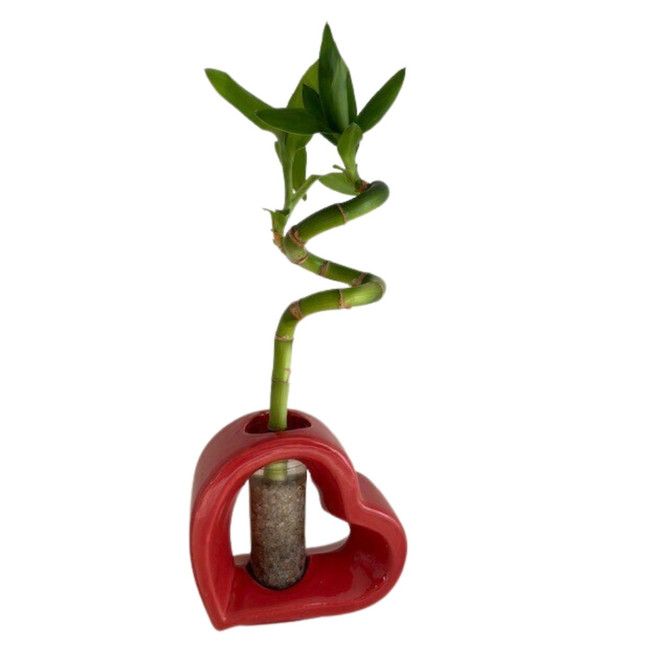 Red Heart Shaped Vase Lucky Bamboo (Indoor)