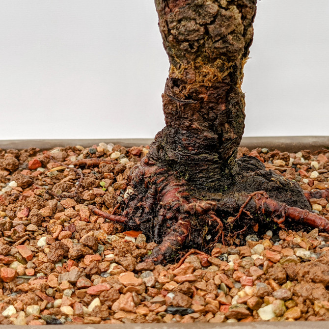 20+ Year Old Chinese Elm in an Unglazed Ceramic Pot (5988)