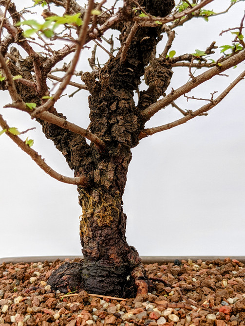 20+ Year Old Chinese Elm in an Unglazed Ceramic Pot (5988)