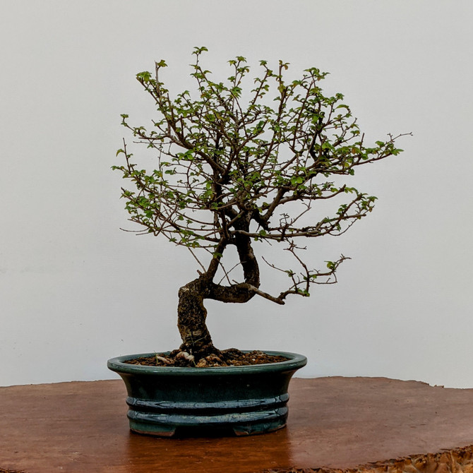 20+ Year Old Pot Grown Chinese Elm in Glazed Ceramic Pot (5980)