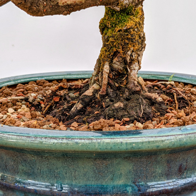 20+ Year Old Pot Grown Chinese Elm in Glazed Ceramic Pot (5980)