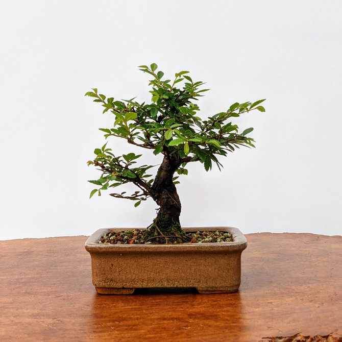 Shohin Corkbark Chinese Elm in Glazed Ceramic Pot (5616)
