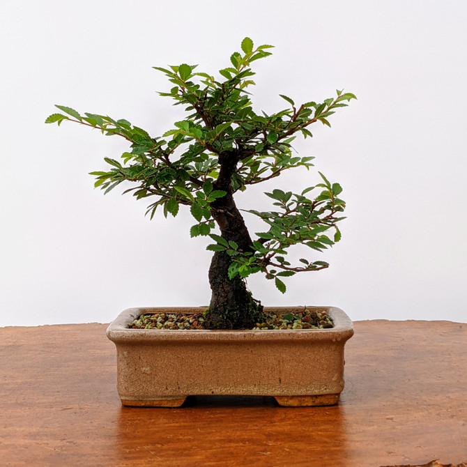 Shohin Corkbark Chinese Elm in Glazed Ceramic Pot (5616)