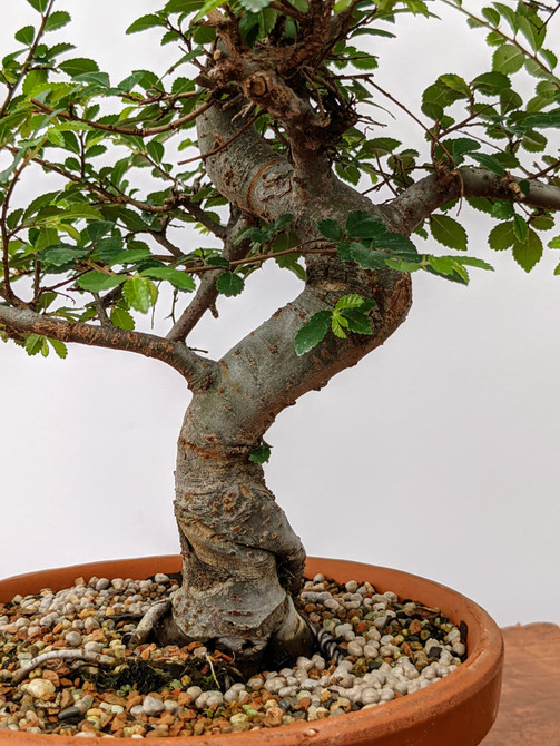 12+ Year Old Chinese Elm in a Tokoname Grow Pot (5991)