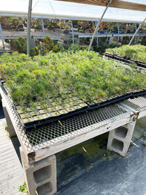 5 piece Mark Comstock Japanese Black Pines - Seedling Cuttings - They're BACK!