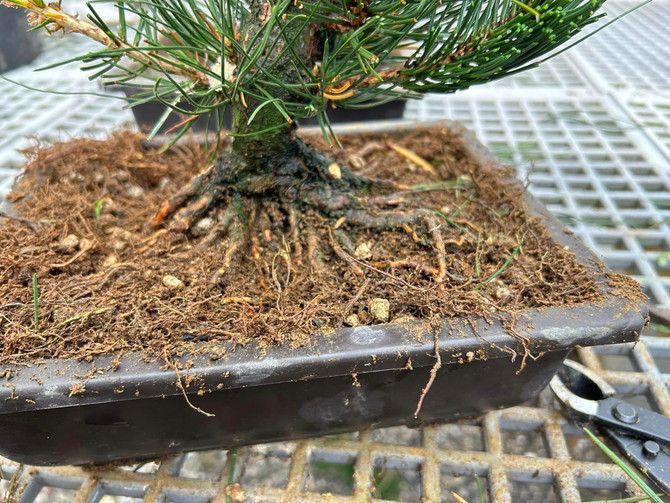 5pc Mark Comstock Japanese Black Pines - Seedling Cuttings