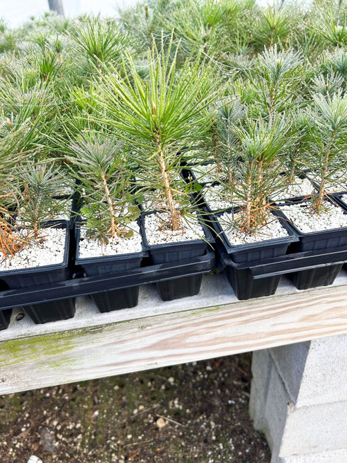 5pc Mark Comstock Japanese Black Pines - Seedling Cuttings