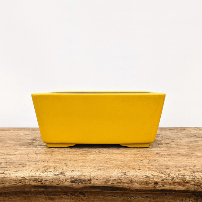 8" Glazed Bonsai Pot in Yellow (No. 1802a)