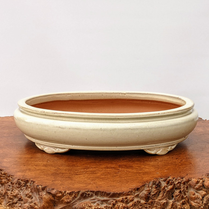 A shallow, oval-shaped bonsai pot with a smooth, cream-white glaze. The pot sits on four decorative, cloud-style feet and features a rounded body with a slightly flared rim. The interior shows the natural, unglazed reddish-brown terracotta clay. It is displayed on a dark, rustic wooden burl base with a natural edge against a clean, off-white background, highlighting its elegant design and clean lines. This glazed white bonsai pot is a classic choice for showcasing a variety of bonsai tree styles.