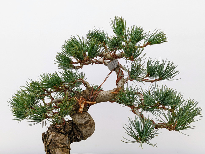 Imported Japanese White Pine "Five Needle" (No. 7767)