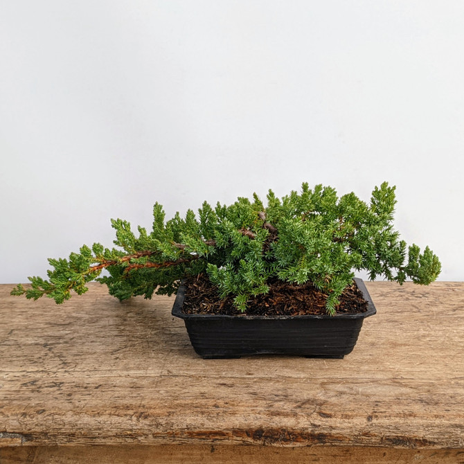 Pre-Bonsai Juniper 'procumbens nana' (Outdoor)