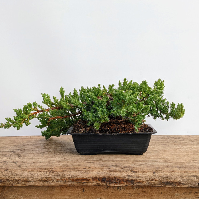 Pre-Bonsai Juniper 'procumbens nana' (Outdoor)