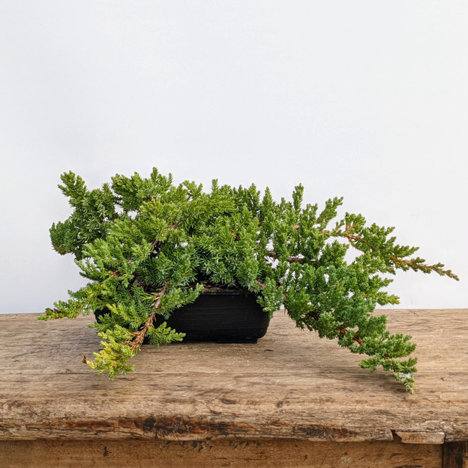 Pre-Bonsai Juniper 'procumbens nana' (Outdoor)