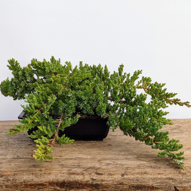 Pre-Bonsai Juniper 'procumbens nana' (Outdoor)