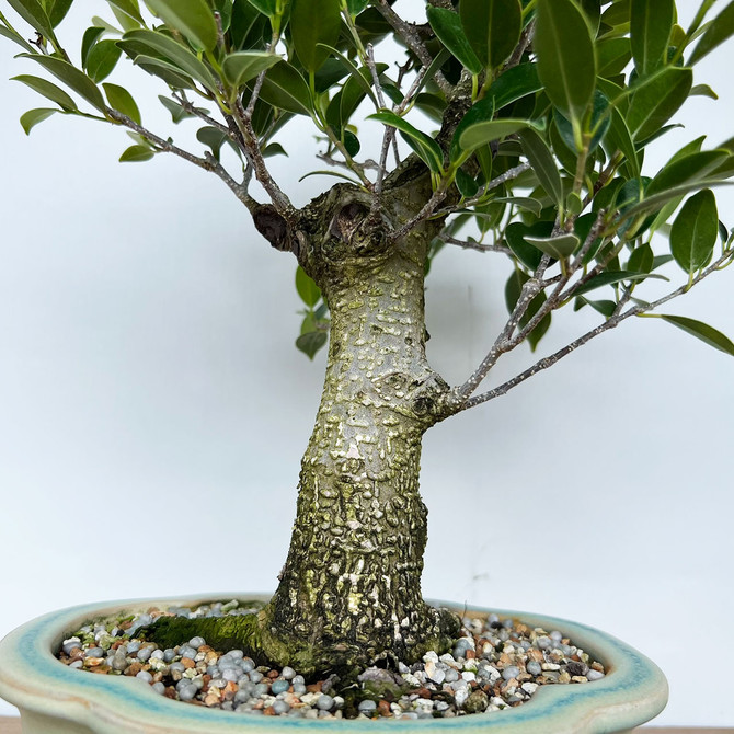 Tiger Bark Ficus In Glazed Yixing Ceramic Pot (No. 1200)